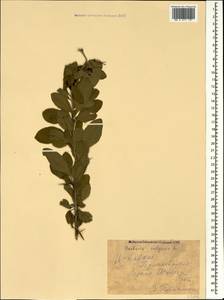Berberis vulgaris L., Caucasus, Stavropol Krai, Karachay-Cherkessia & Kabardino-Balkaria (K1b) (Russia)