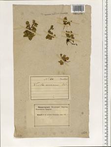 Viola rupestris F. W. Schmidt, Eastern Europe, Northern region (E1) (Russia)