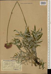 Jurinea arachnoidea Bunge, Caucasus, Abkhazia (K4a) (Abkhazia)