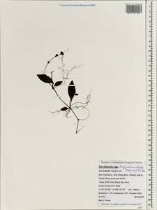 Strobilanthes longipedunculata Terao ex J. R. I. Wood, South Asia, South Asia (Asia outside ex-Soviet states and Mongolia) (ASIA) (Vietnam)