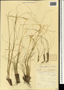Stipa pontica P.A.Smirn., Crimea (KRYM) (Russia)