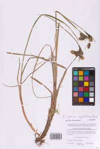 Eriophorum angustifolium Honck., Eastern Europe, Moscow region (E4a) (Russia)