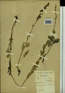 Artemisia laciniata Willd., Siberia, Baikal & Transbaikal region (S4) (Russia)