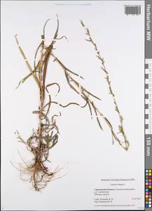Lactuca saligna L., Eastern Europe, Lower Volga region (E9) (Russia)