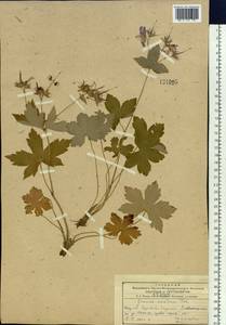 Geranium platyanthum Duthie, Siberia, Russian Far East (S6) (Russia)