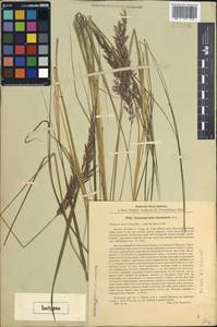 Calamagrostis canescens (Weber) Roth, Siberia, Western Siberia (S1) (Russia)
