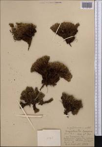 Potentilla tetrandra (Bunge) Bunge ex Hook. fil., Middle Asia, Western Tian Shan & Karatau (M3) (Uzbekistan)