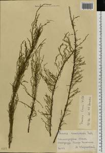 Tamarix laxa Willd., Eastern Europe, Lower Volga region (E9) (Russia)