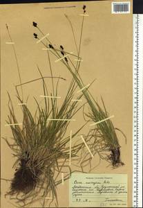 Carex norvegica Retz. , nom. cons., Siberia, Chukotka & Kamchatka (S7) (Russia)
