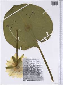 Nymphaea odorata Sol. ex Aiton, America (AMER) (United States)