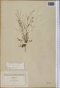 Arabidopsis lyrata subsp. lyrata, America (AMER) (United States)