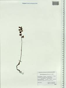 Pyrola japonica Klenze ex Alef., Siberia, Russian Far East (S6) (Russia)