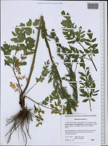 Thalictrum simplex L., Siberia, Yakutia (S5) (Russia)