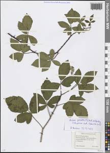 Rubus procerus P. J. Müll. ex Boulay, Eastern Europe, Moscow region (E4a) (Russia)