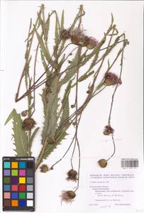 Cirsium canum (L.) All., Eastern Europe, Central forest-and-steppe region (E6) (Russia)