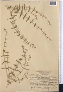 Acanthophyllum elatius Bunge ex Boiss., Middle Asia, Karakum (M6) (Turkmenistan)