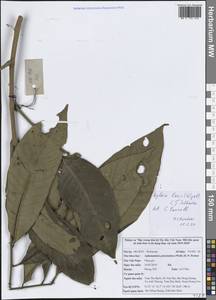 Aglaia lawii (Wight) C.J.Saldanha, South Asia, South Asia (Asia outside ex-Soviet states and Mongolia) (ASIA) (Vietnam)