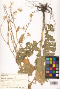 Rhamphospermum arvense (L.) Andrz. ex Besser, Eastern Europe, Eastern region (E10) (Russia)