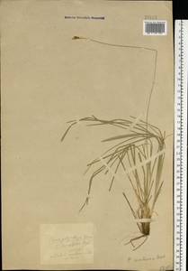 Carex umbrosa Host, Eastern Europe (no precise locality) (E0) (Not classified)