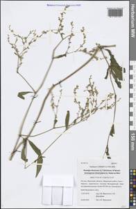 Koenigia divaricata (L.) T. M. Schust. & Reveal, Siberia, Baikal & Transbaikal region (S4) (Russia)