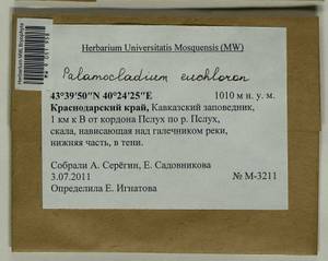 Palamocladium euchloron (Bruch ex Müll. Hal.) Wijk & Margad., Bryophytes, Bryophytes - North Caucasus & Ciscaucasia (B12) (Russia)