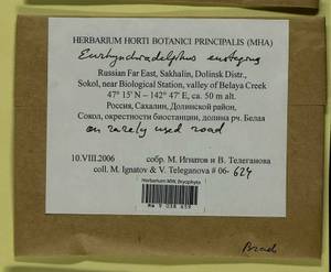 Eurhynchiadelphus eustegia (Besch.) Ignatov & Huttunen, Bryophytes, Bryophytes - Russian Far East (excl. Chukotka & Kamchatka) (B20) (Russia)