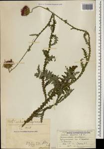 Carduus adpressus C. A. Mey., Caucasus, Azerbaijan (K6) (Azerbaijan)