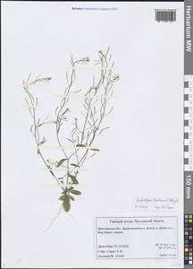 Arabidopsis thaliana (L.) Heynh., Eastern Europe, Central forest region (E5) (Russia)