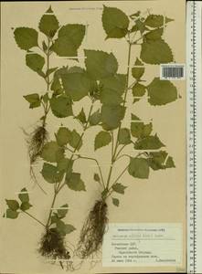 Galinsoga quadriradiata Ruiz & Pav., Eastern Europe, Latvia (E2b) (Latvia)