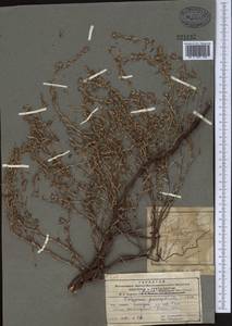 Polygonum paronychioides C. A. Mey., Middle Asia, Pamir & Pamiro-Alai (M2) (Tajikistan)