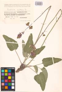 MHA 0 156 205, Salvia nutans L., Eastern Europe, Lower Volga region (E9) (Russia)