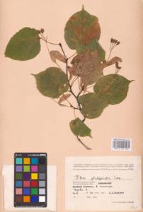 Tilia platyphyllos Scop., Eastern Europe, Western region (E3) (Russia)