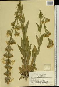 Silene viscosa (L.) Pers., Eastern Europe, Central region (E4) (Russia)