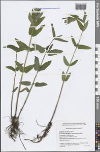 Scutellaria galericulata L., Eastern Europe, Central region (E4) (Russia)