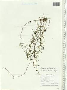 Galium spurium subsp. spurium, Siberia, Baikal & Transbaikal region (S4) (Russia)
