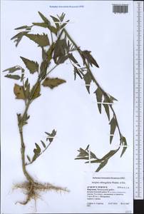 Atriplex oblongifolia Waldst. & Kit., Middle Asia, Western Tian Shan & Karatau (M3) (Kyrgyzstan)