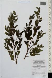 Salix myrsinifolia, Eastern Europe, North-Western region (E2) (Russia)