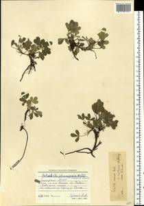 Potentilla cinerea subsp. incana (G. Gaertn., B. Mey. & Scherb.) Asch., Eastern Europe, Eastern region (E10) (Russia)