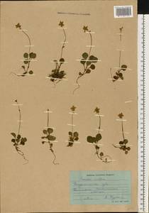 Moneses uniflora (L.) A. Gray, Eastern Europe, Northern region (E1) (Russia)