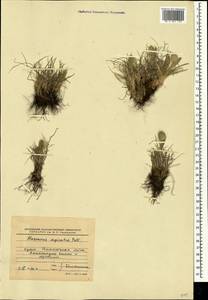 Alopecurus vaginatus (Willd.) Kunth, Crimea (KRYM) (Russia)