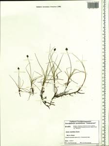 Carex maritima Gunnerus, Siberia, Central Siberia (S3) (Russia)