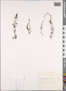 Myriophyllum sibiricum Komarov, Siberia, Altai & Sayany Mountains (S2) (Russia)