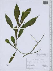 Potamogeton lucens L., Eastern Europe, Central forest region (E5) (Russia)