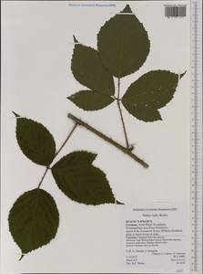 Rubus rudis Weihe, Western Europe (EUR) (Germany)