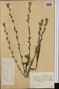 Campanula macrostachya Waldst. & Kit. ex Willd., Western Europe (EUR) (Bulgaria)
