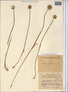 Allium flavidum Ledeb., Middle Asia, Dzungarian Alatau & Tarbagatai (M5) (Kazakhstan)