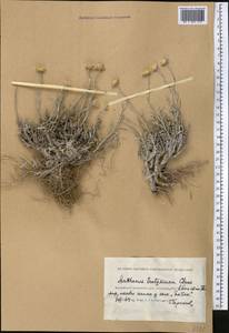 Archanthemis trotzkiana (Claus ex Bunge) Lo Presti & Oberpr., Middle Asia, Caspian Ustyurt & Northern Aralia (M8) (Kazakhstan)