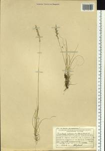 Koeleria subalpestris (Hartm.) Barberá, Quintanar, Soreng & P.M.Peterson, Siberia, Central Siberia (S3) (Russia)