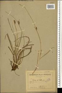 Carex diluta M.Bieb., Caucasus, Azerbaijan (K6) (Azerbaijan)