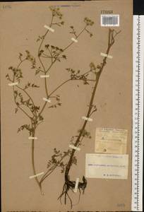 Oenanthe aquatica (L.) Poir., Eastern Europe, South Ukrainian region (E12) (Ukraine)